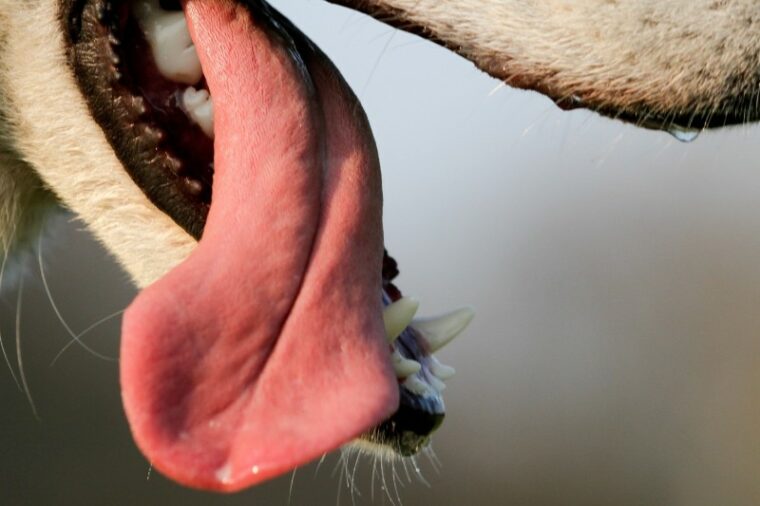 dog tongue closeup shot