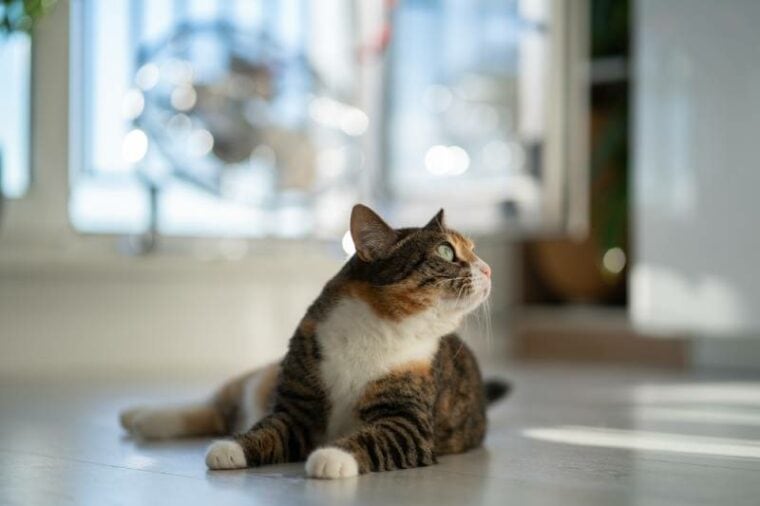 domestic cat lying on floor and looks up attentively to something it hears