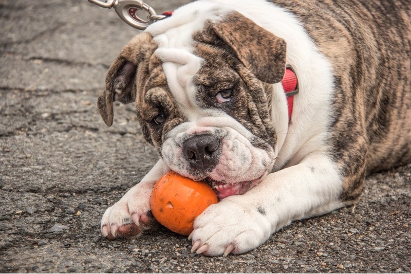 english bulldog eating pumpkin