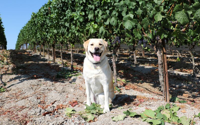 female yellow labrador retriever dog sitting in the middle of a vineyard