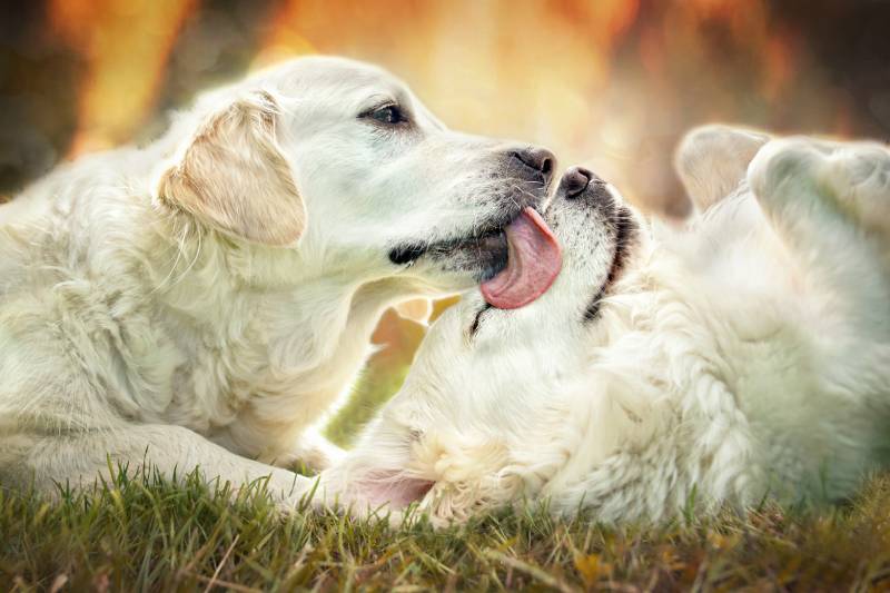 friendly dog licking other dog's face