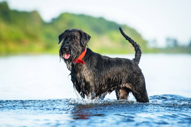giant schnauzer dog playing in the water