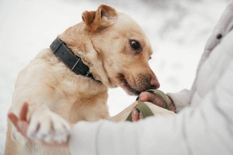 golden labrador dog sniffing person hands in snowy winter park