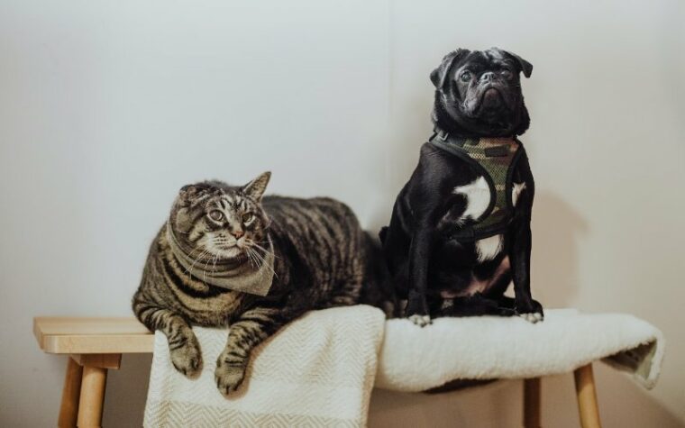 gray tabby cat and black pug dog on a bench