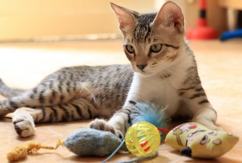 gray tabby cat on the floor with its toys