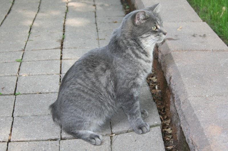 grey manx cat sitting