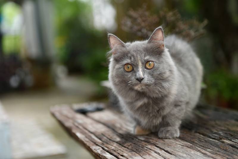 grey munchkin cat outdoors