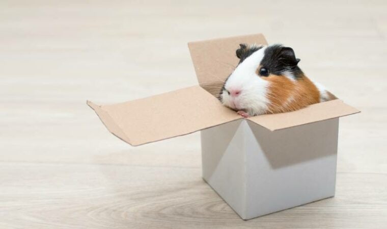 guinea pig inside a cardboard box