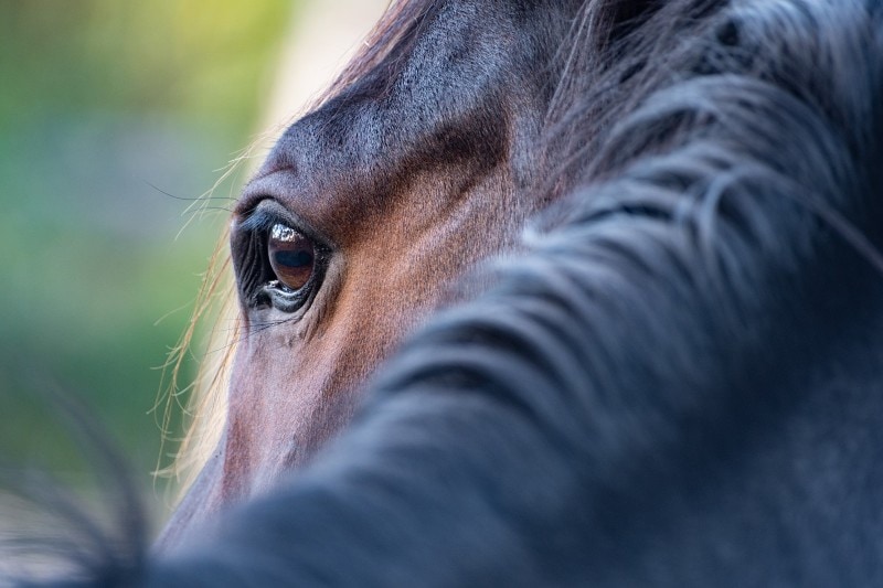 horse eye closeup shot