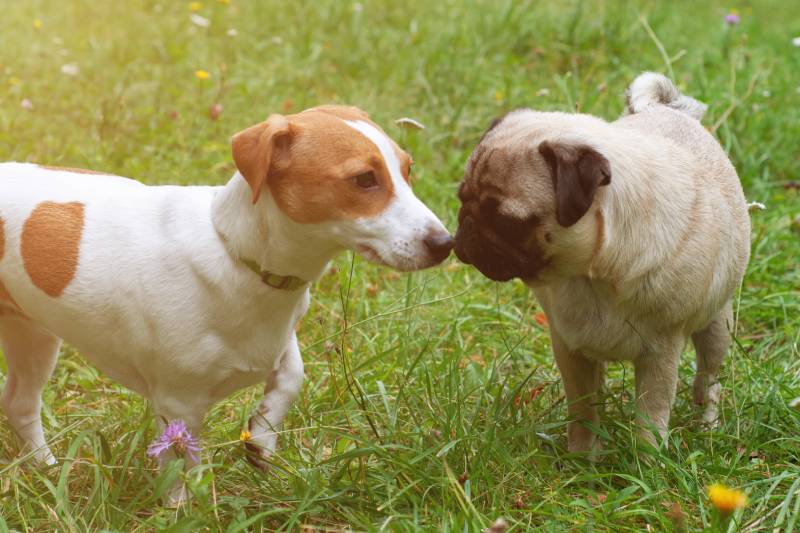 jack russel terrier and pug dog sniffing each other outside