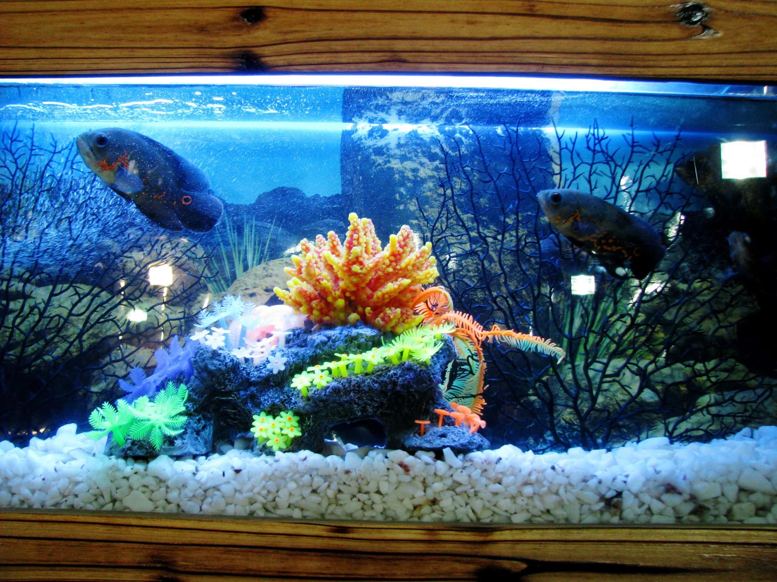 Home aquarium with background