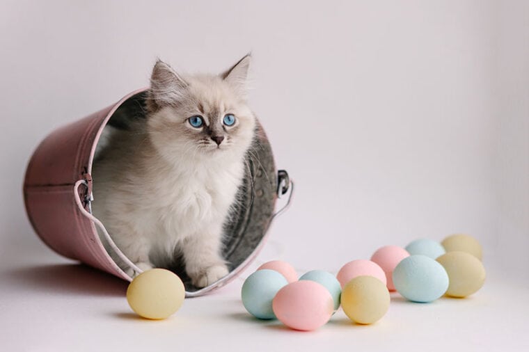kitten inside a bucket with easter eggs