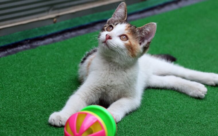 kitten with cat ball toy on green carpet