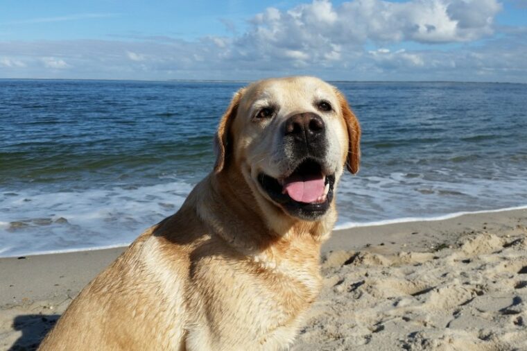 perro labrador en la playa