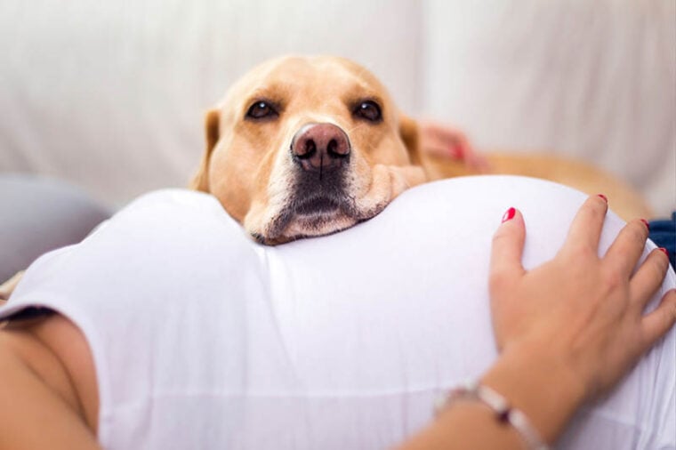 4 Reasons Why Having a Dog During Pregnancy is Amazing! | Pet Keen