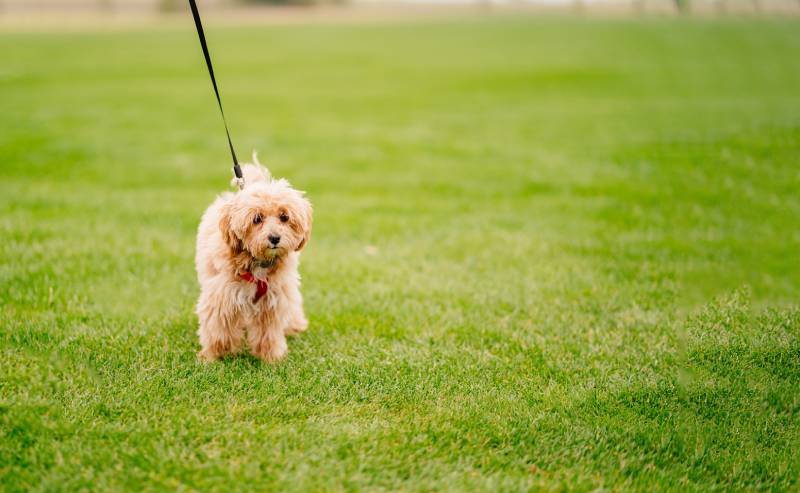 maltipoo walks on a leash on the lawn