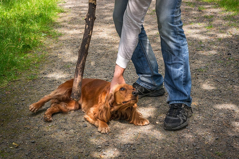 man holds a stick wanting to hit a dog