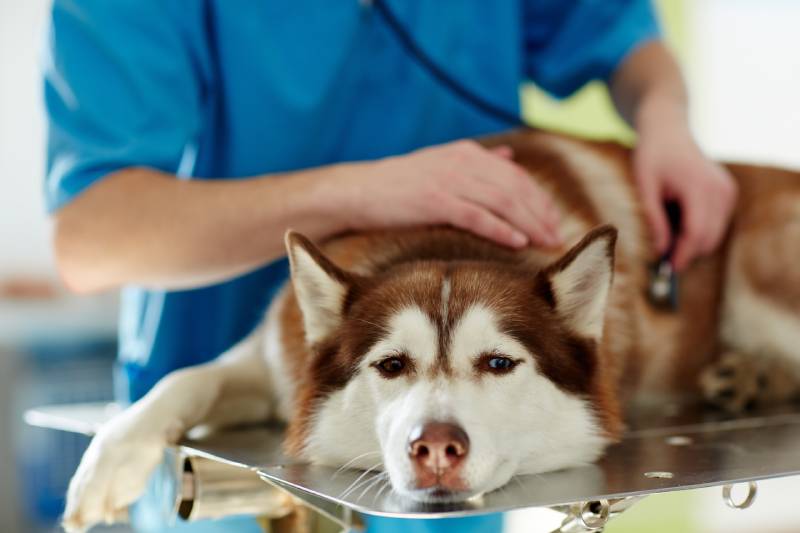 tratamento médico de cachorro husky doente em clínica veterinária
