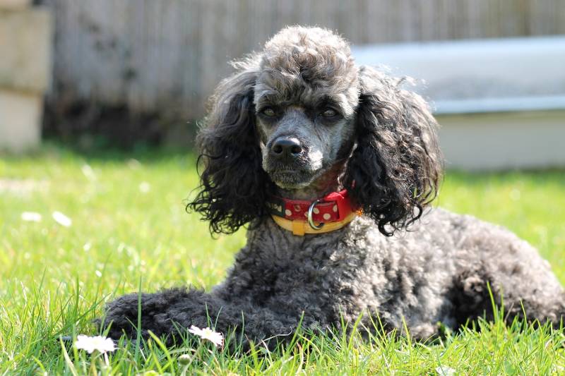 miniature poodle lying on the grass