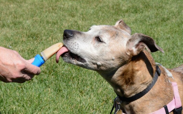 older senior boxer mix dog licking frozen peanut butter popsicle treat