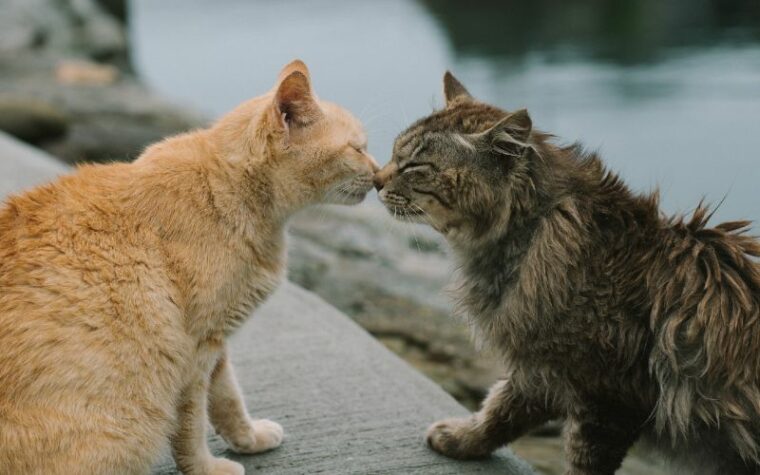 orange cat and gray cat smelling each other