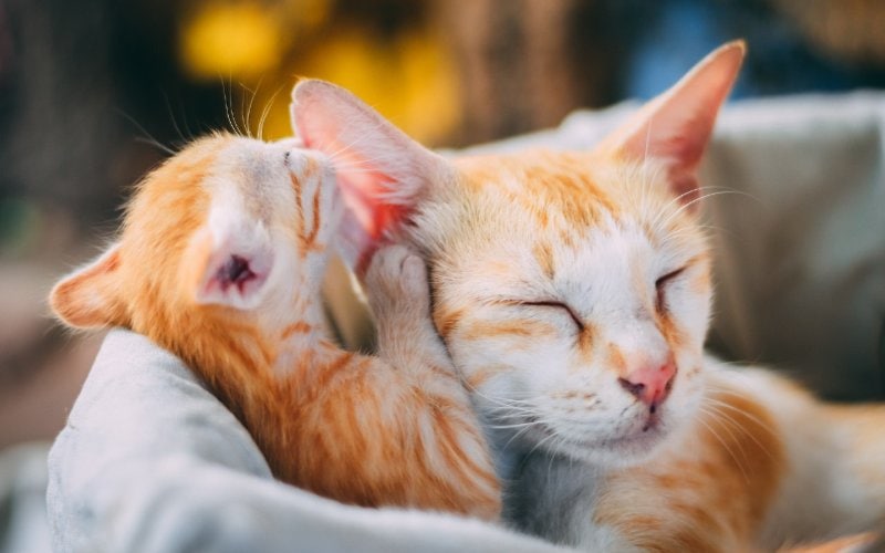 orange tabby kitten smelling mother cat's ear