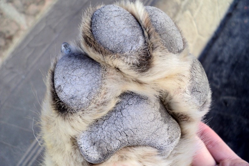 images of dog paw prints