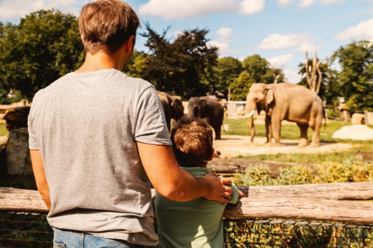 personas viendo elefantes en el zoológico