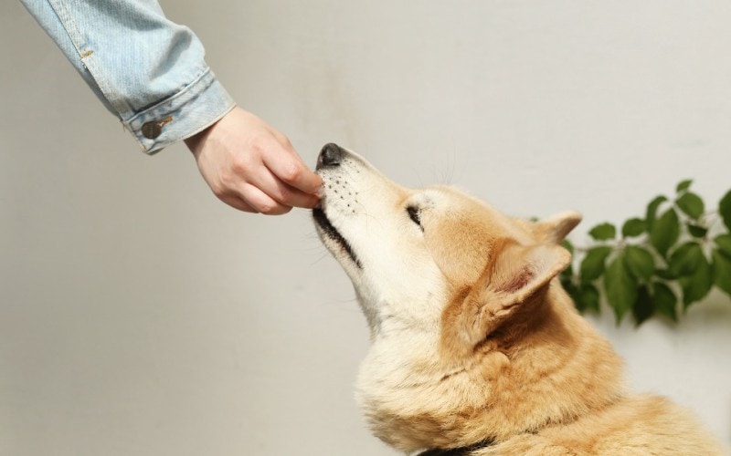 person feeding dog by hand