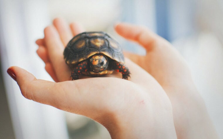 person with a small turtle on their palm