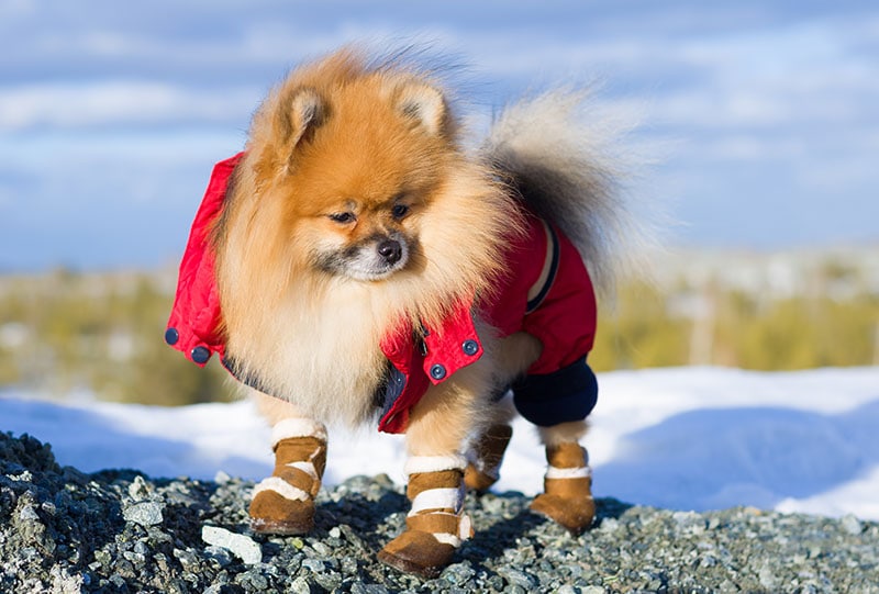pet outsiide wearing coat and boots in winter