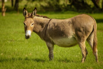 Donkey Pregnancy Guide: Length, Signs, Care & More | Pet Keen