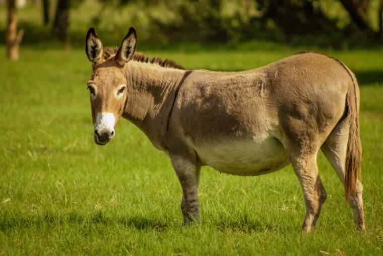 pregnant donkey