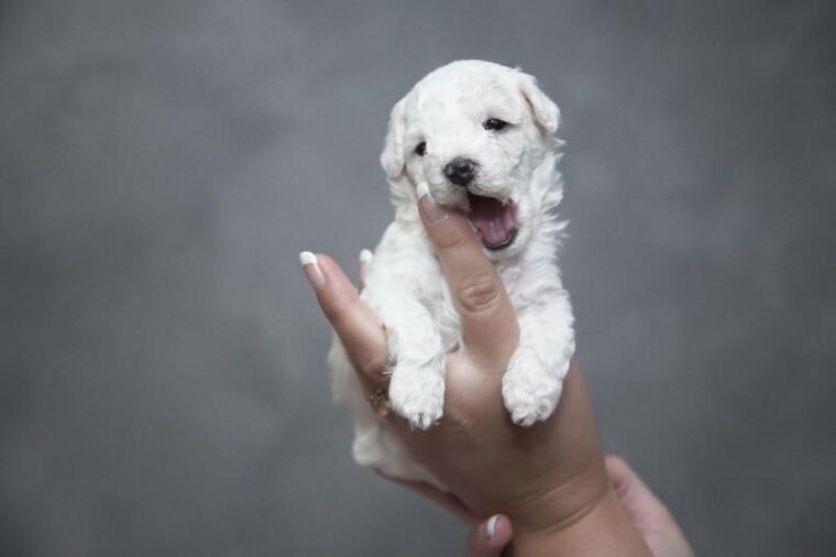 puppy nipping owner's finger