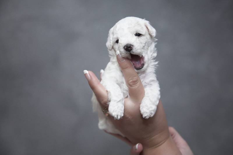 puppy nipping owner's finger
