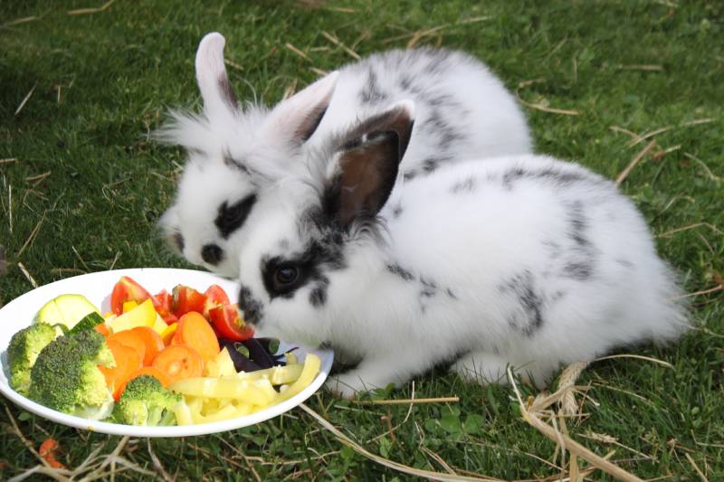 rabbits eating vegetables on the ground