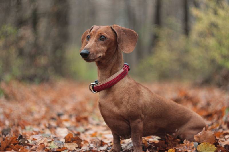 red dachshund dog in the autumn forest