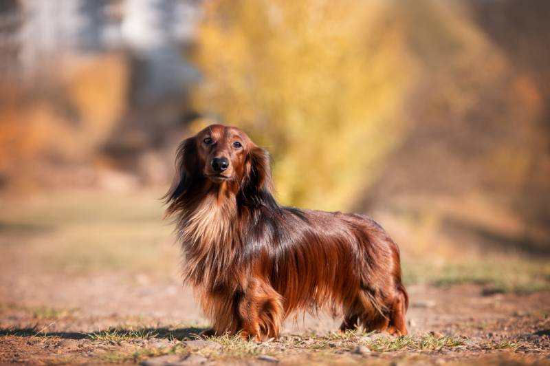 red long haired dachshund dog outdoors