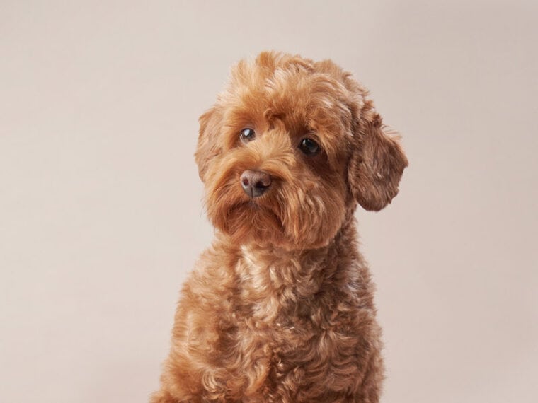 red maltipoo on a beige background