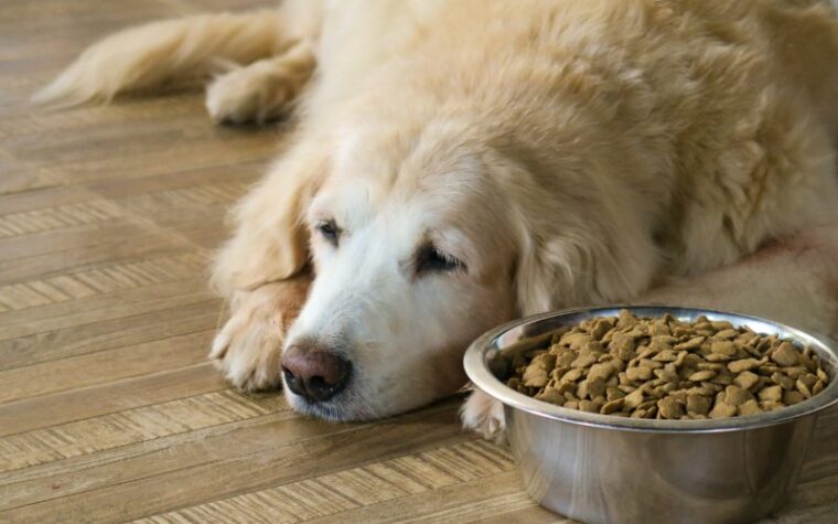 sad golden retriever dog beside food bowl on the floor with no appetite