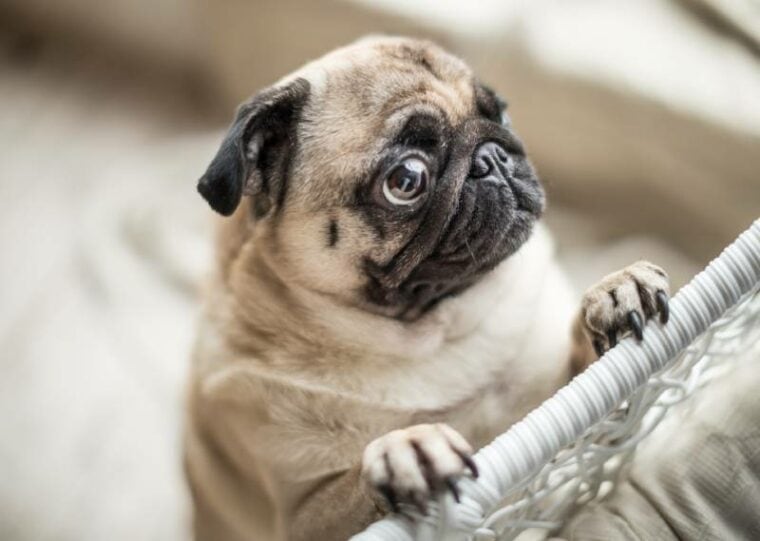 sad pug dog with begging eyes