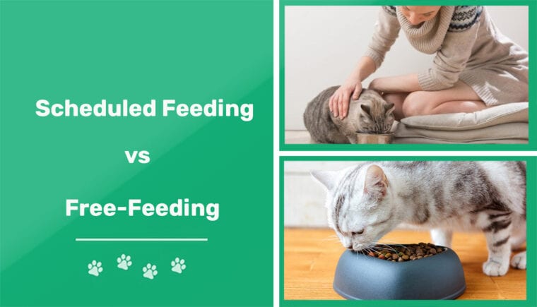 scheduled feeding vs free-feeding