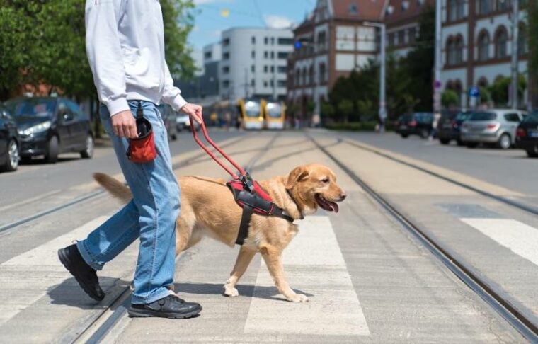 service guide dog is helping a blind man in the city