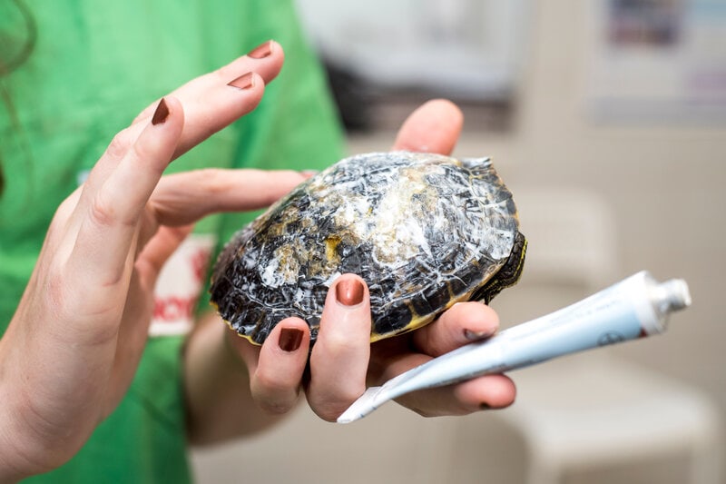 Treating pet turtle with shell infection, shell rot