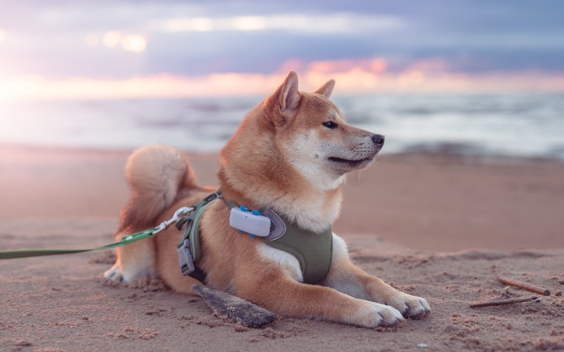cachorro shiba inu ​​con rastreador de collar tirado en la playa