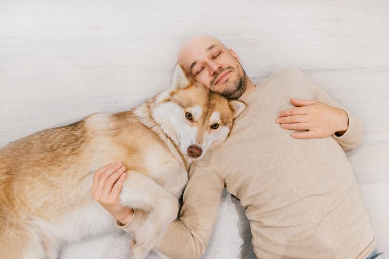 siberian husky dog resting his head on his owner while lying on the floor
