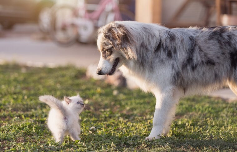 Small cat / Kitten with australian shepherd