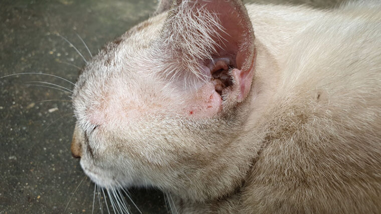 stray cat with infections ear discharge and wound