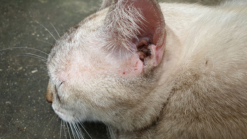 stray cat with infections ear discharge and wound