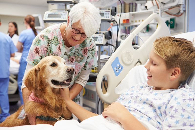 therapy dog visiting patient in hospital
